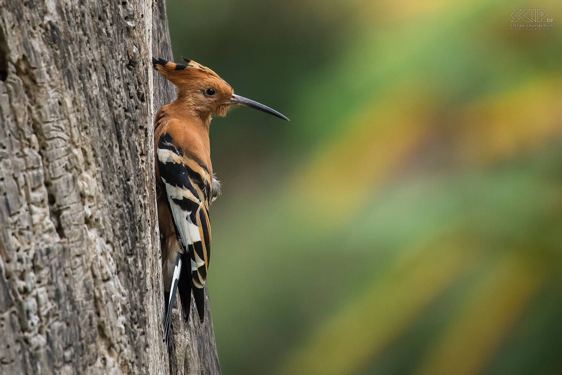 Lake Naivasha - Hop Aan onze camping aan Lake Naivasha zaten er ontzettend veel soorten vogels. Ik kon een goede foto van een hop (Hoopoe, Upupa epops) maken. Dat is een oranje bruine vogel met opvallende verenkroon Stefan Cruysberghs